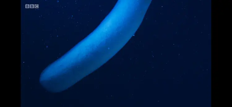 Giant fire salp (Pyrostremma spinosum) as shown in Blue Planet II - The Deep